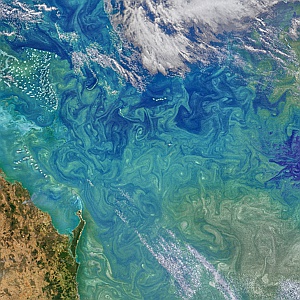 SW Pacific Phytoplankton
